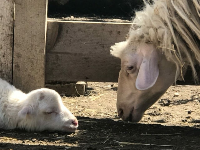Pecora Lilly accudisce l'agnellina Bea mentre riposano insieme al rifugio Il Maialino Verde