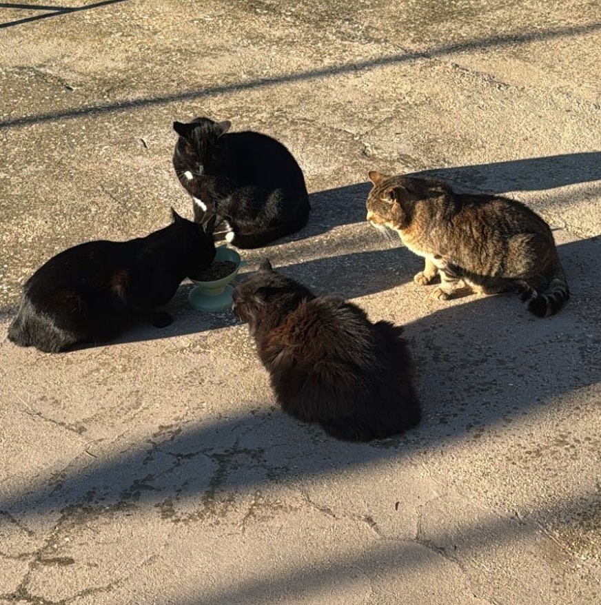 colonia felina Zampette in Campo – pranzo vegan a Roma
