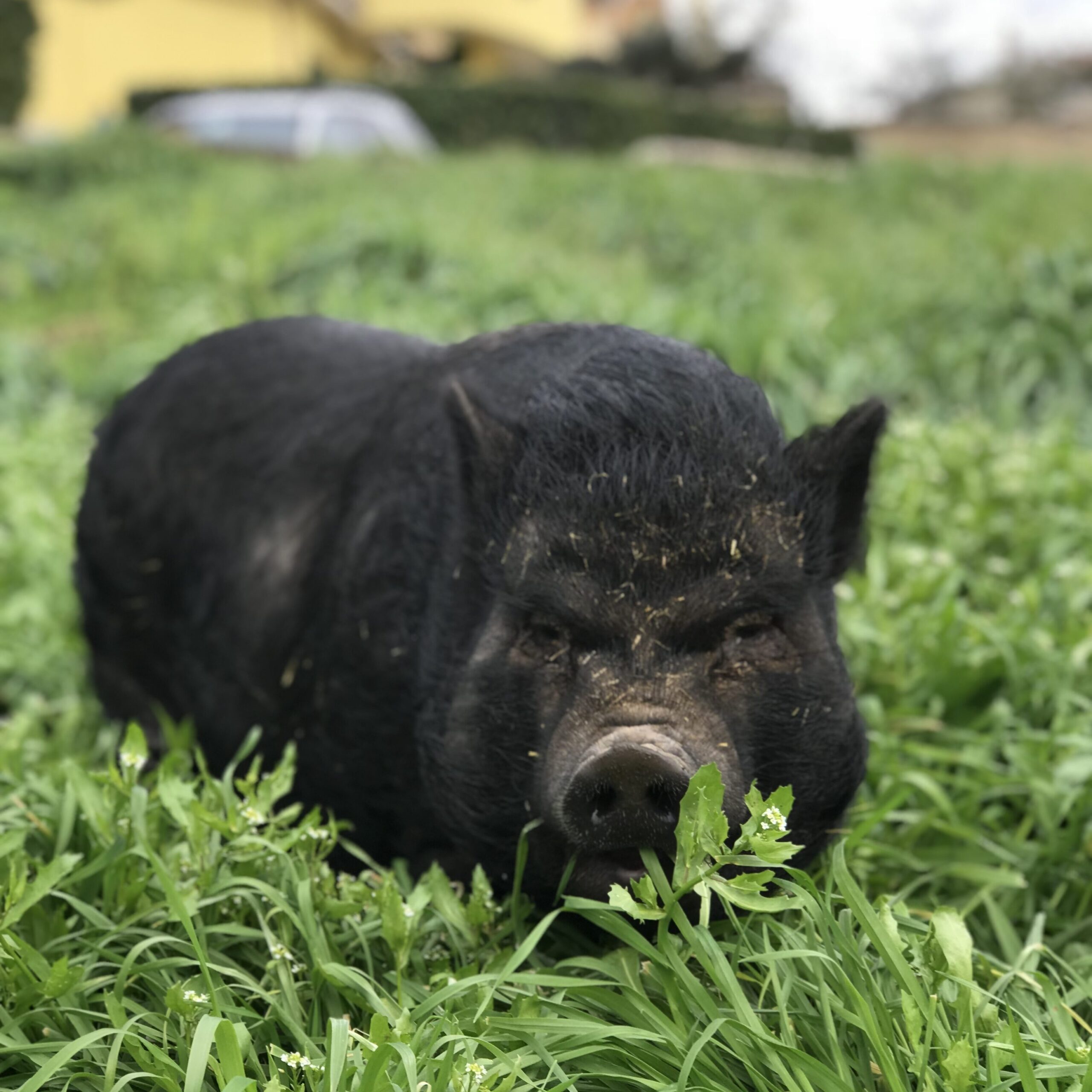 Susy, il nostro maialino  nel prato