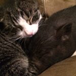 Susy, la maialina, abbracciata alla gattina Penelope mentre riposano accoccolate