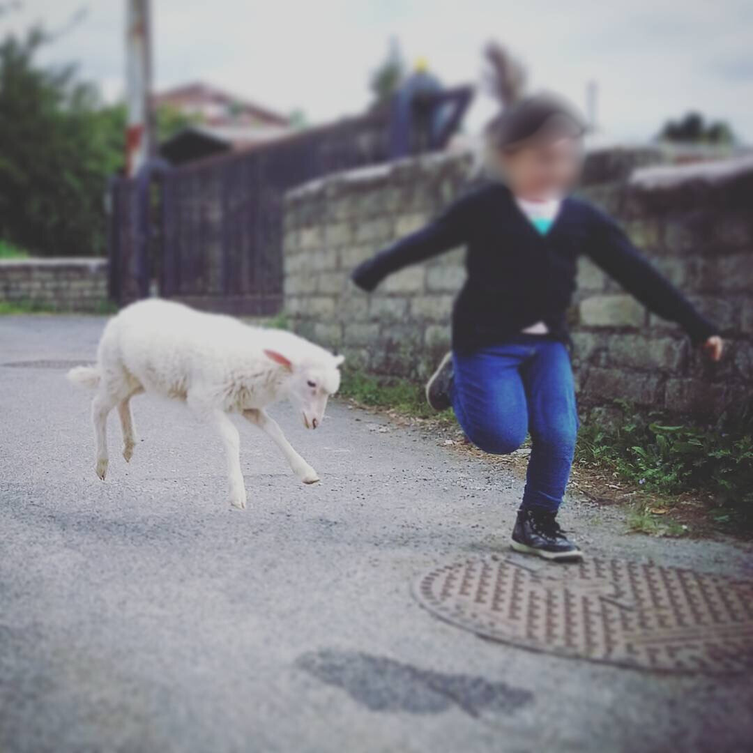 Pasqua senza agnello: bambina corre con agnello felice al Maialino Verde Marino