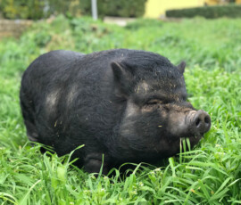 Susy al Santuario Il Maialino Verde