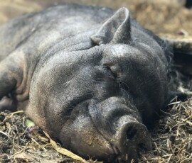 Susy al Santuario Il Maialino Verde
