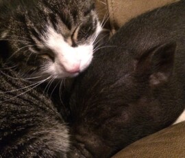 Susy, la piccola maialina, e Penelope, la gattina, accoccolate in un tenero abbraccio. Susy, la maialina, abbracciata alla gattina Penelope mentre riposano accoccolate