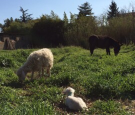 le pecore Lilly, Bea e l'asinella Bella in una giornata al prato