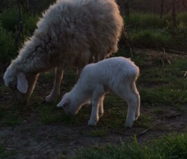Lilly e Bea, mamma e piccola: famiglia